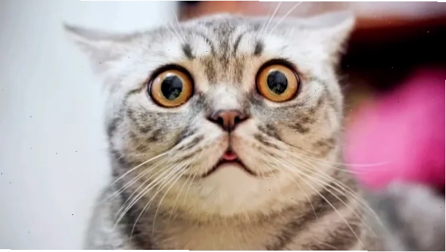 hết hồn meme vui hết hồn meme vui