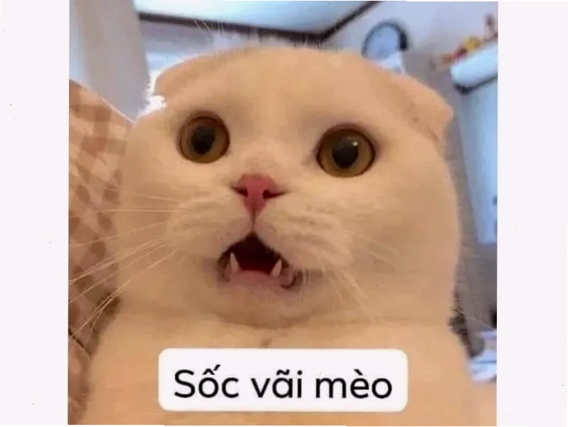 hết hồn meme vui hết hồn meme vui nhộn