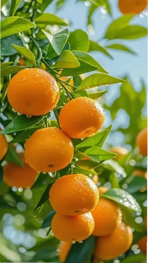 Quả cam trên khăn vải hình ảnh cam cuống xanh
