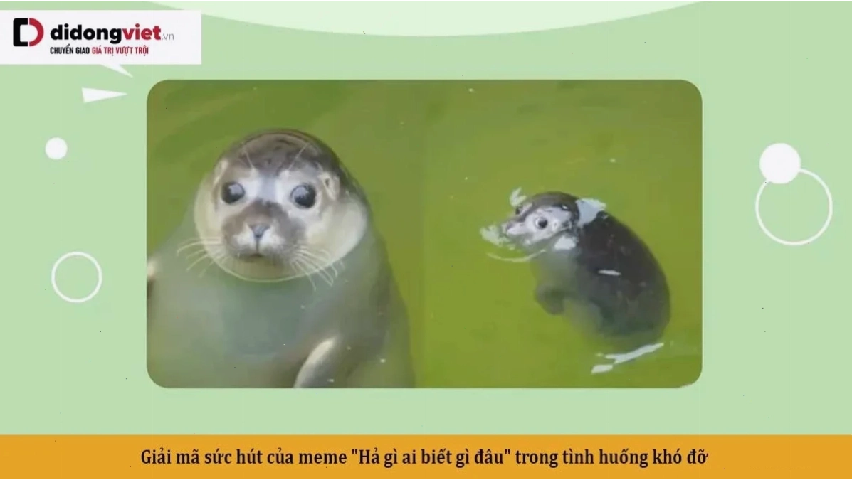 meme ai mà biết vui nhộn hình ảnh meme ai mà biết