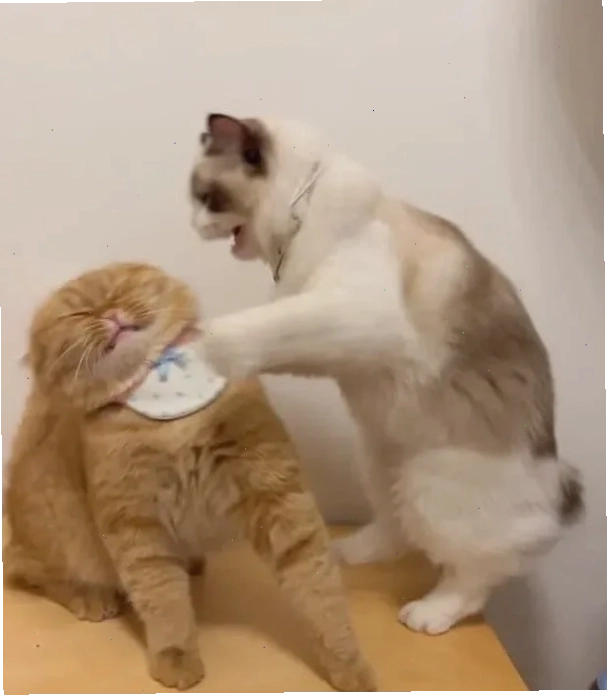 meme mèo đánh hình ảnh meme mèo đánh nhau kịch tính