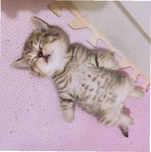 Mèo mắt díp Hình ảnh meme mèo đi ngủ với đôi mắt díp lại
