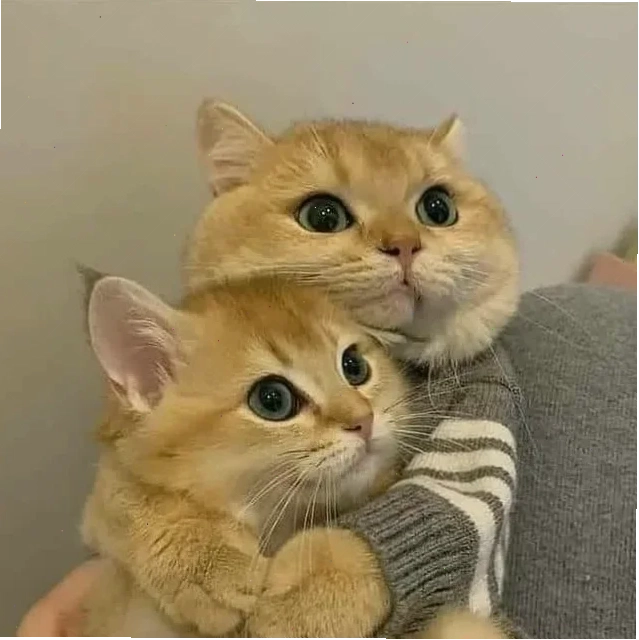 Hình ảnh mèo ôm nhau meme trong không gian ấm cúng