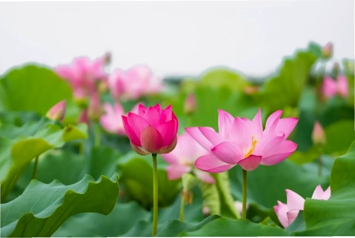 Sen hồng tươi hình nền bông sen hồng tươi tắn