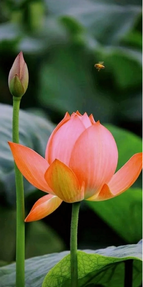 Sen ngũ sắc hình nền bông sen ngũ sắc độc lạ