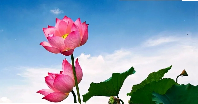 Sen nhỏ hình nền bông sen nhỏ tinh tế