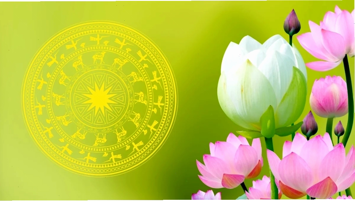 Sen chiều tà hình nền bông sen nở buổi chiều