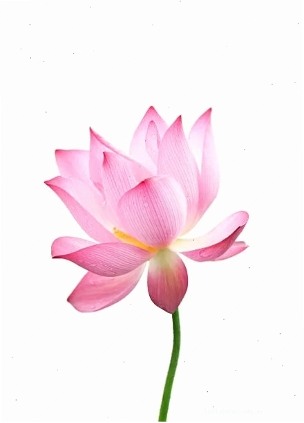 Sen nở rộ hình nền bông sen nở rộ rực rỡ