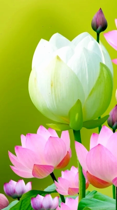 Sen sương sớm hình nền bông sen trong sương sớm