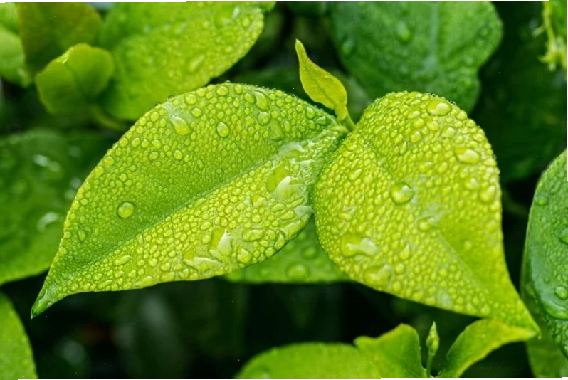 Hình nền chiếc lá sương sớm Hình nền chiếc lá đẹp phủ sương sớm