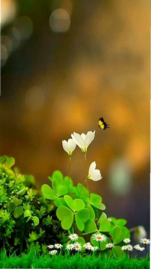 hình nền cỏ 4 la cho điện thoại hy vọng
