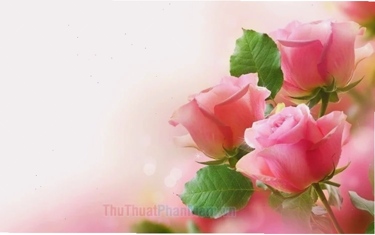 hình nền đẹp về hoa hồng rực rỡ