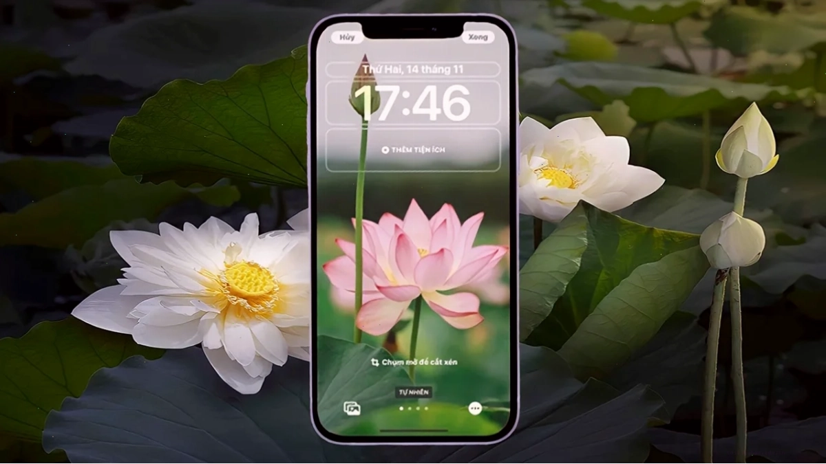 hình nền điện thoại hoa sen cánh đơn