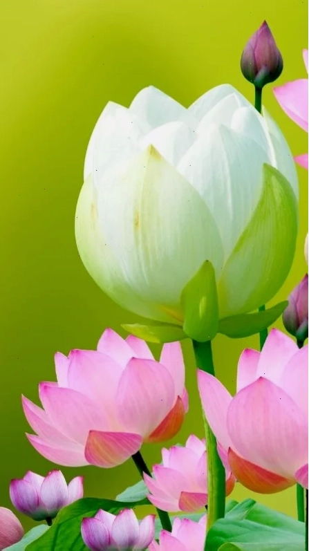hình nền điện thoại hoa sen dưới trăng