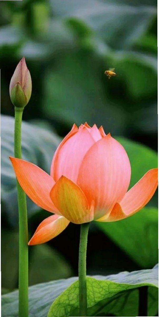 hình nền điện thoại hoa sen hồng đậm