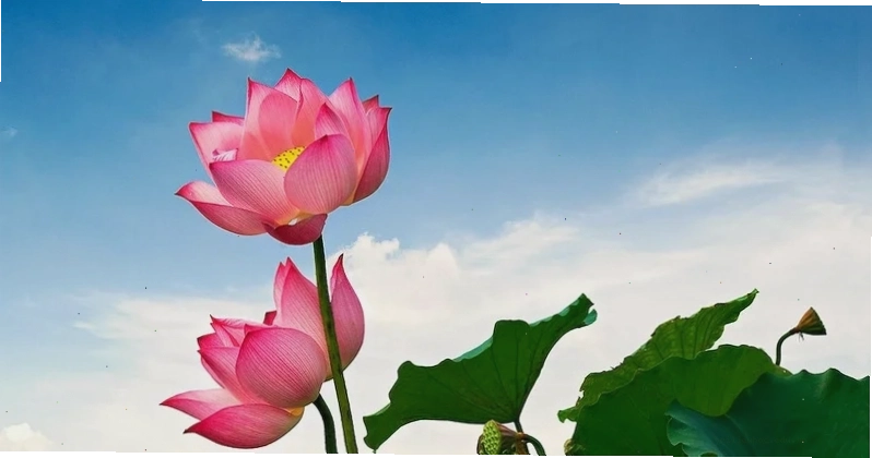 hình nền điện thoại hoa sen nụ
