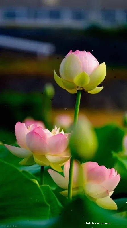 hình nền điện thoại hoa sen tĩnh lặng