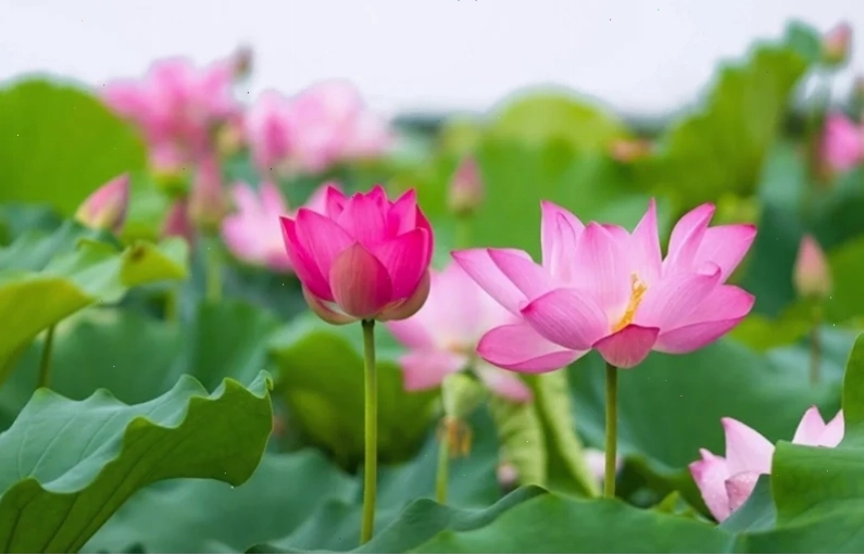 hình nền điện thoại hoa sen trong nắng
