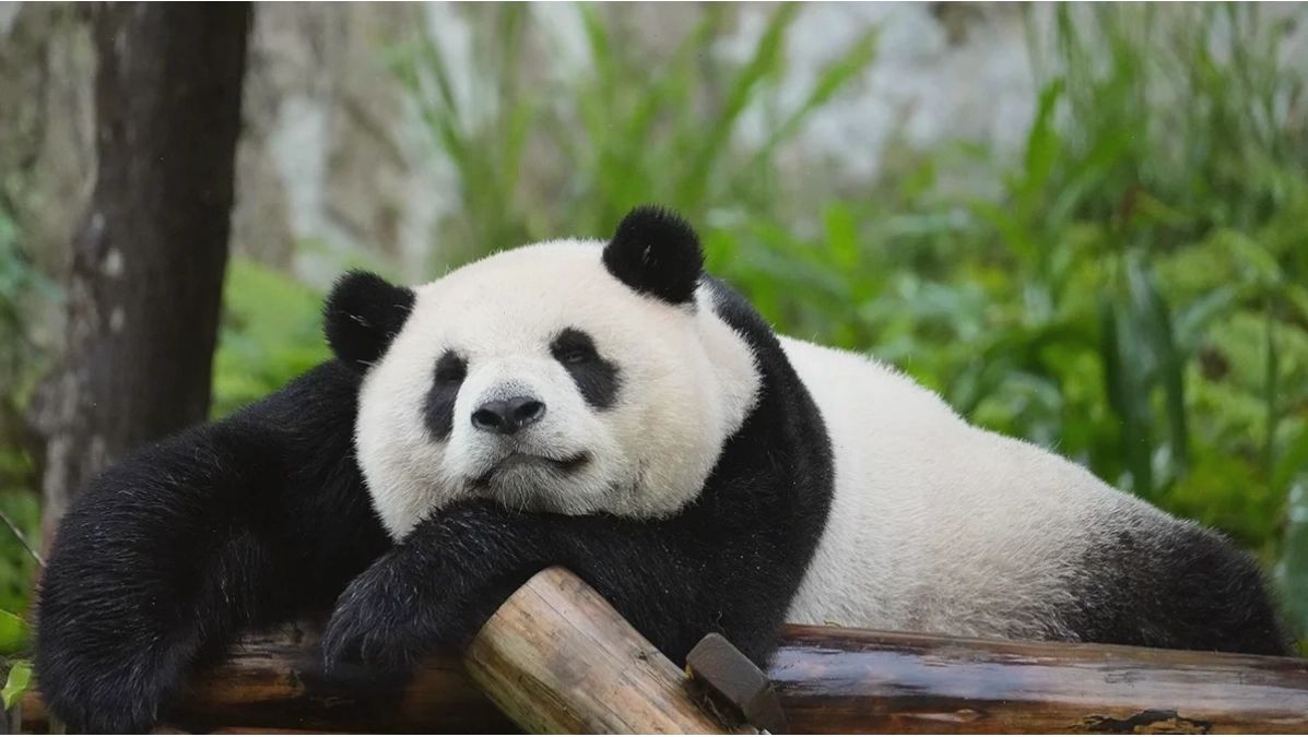 hình nền gấu trúc cute dễ thương
