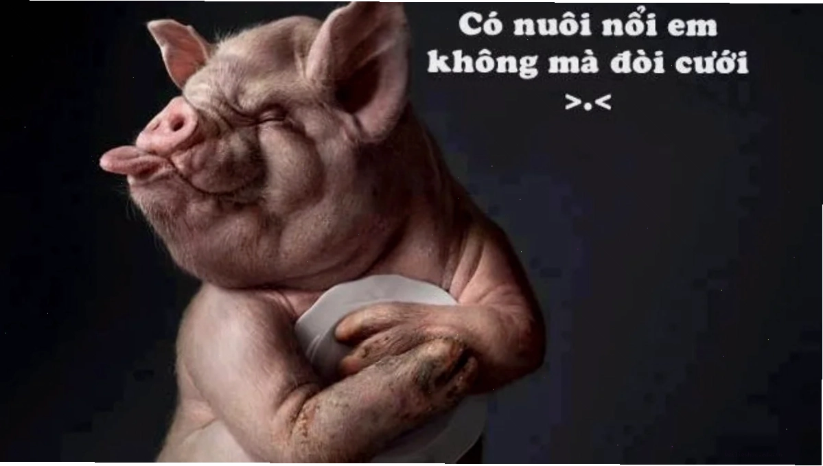 hình nền hài hước màu sắc