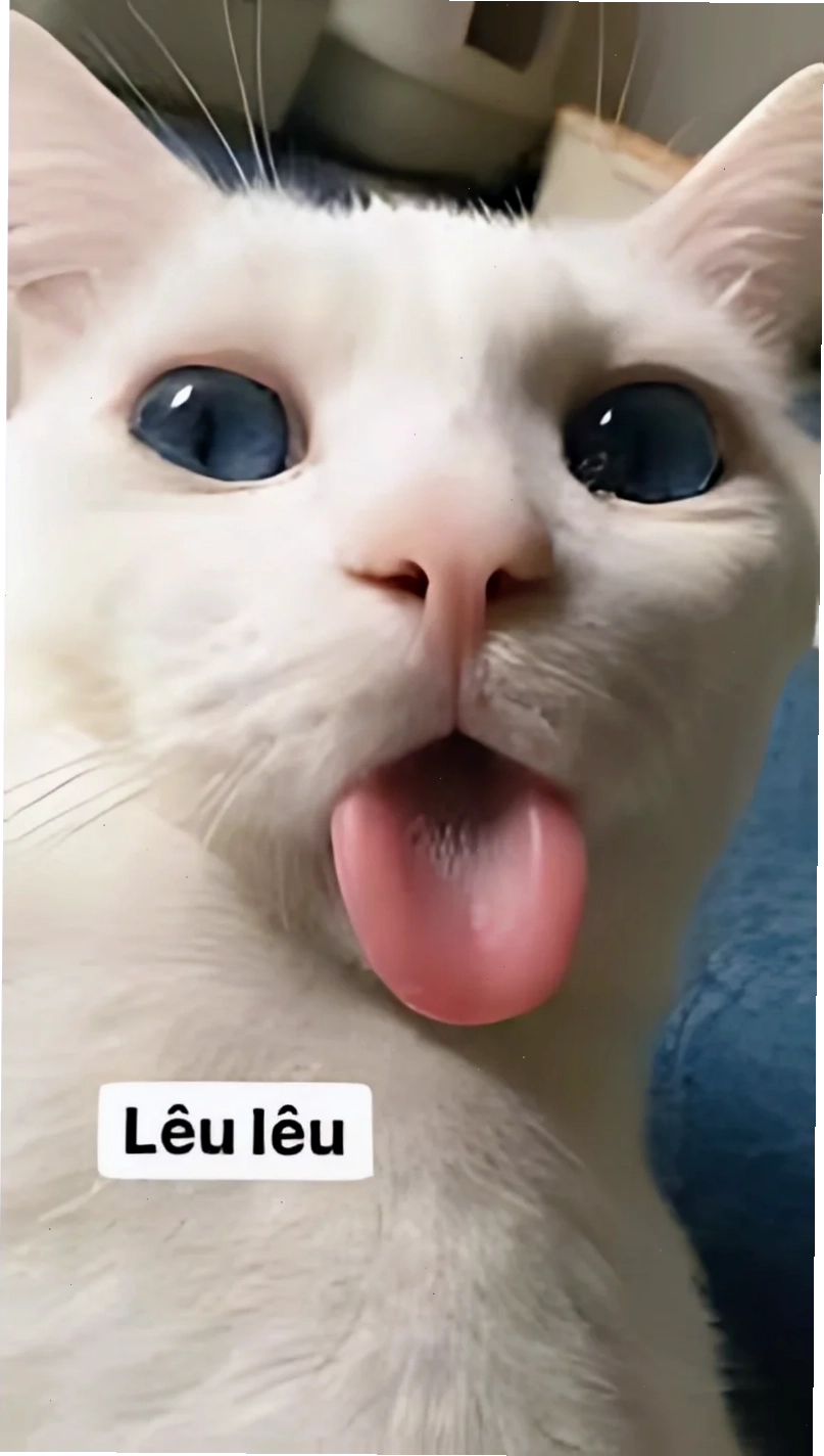 hình nền hài hước sáng tạo