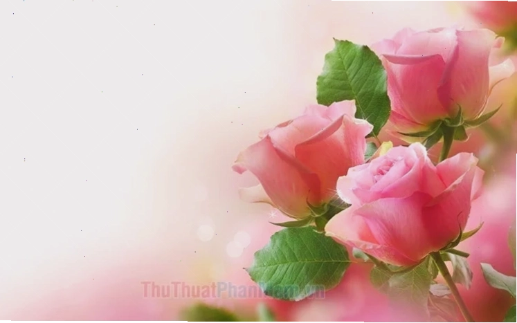 hình nền hoa hồng đẹp nhất thế giới tím lãng mạn