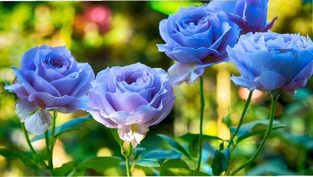 Hoa hồng tuyết hình nền hoa hồng xanh lá giữa tuyết