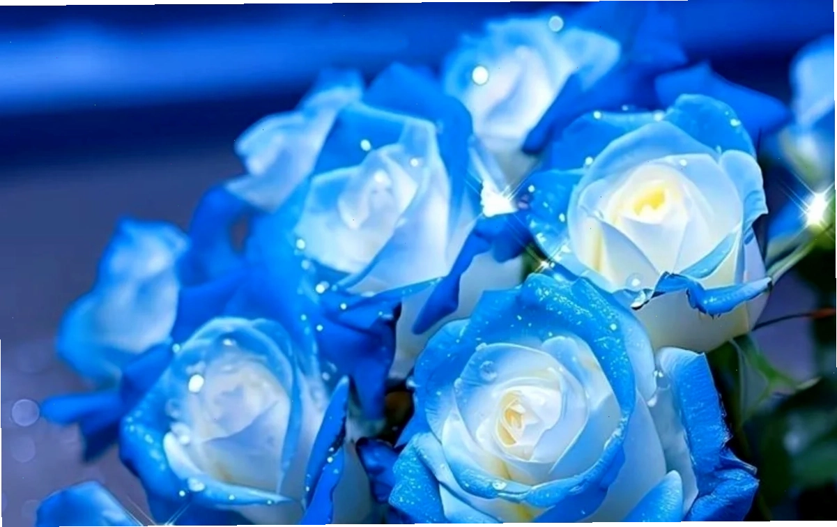Hoa hồng rủ hình nền hoa hồng xanh lá rủ xuống