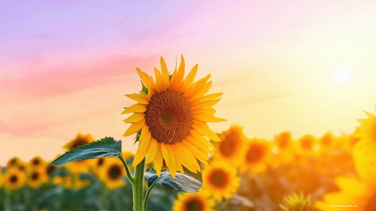 hình nền hoa hướng dương cho iphone nghệ thuật van gogh