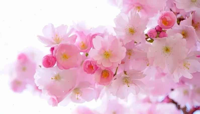hình nền hoa mai cho điện thoại hoa mai rụng