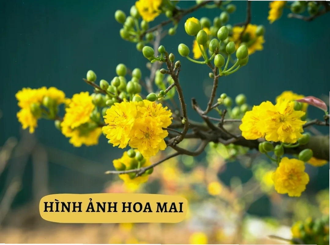 hình nền hoa mai cho điện thoại mùa tết