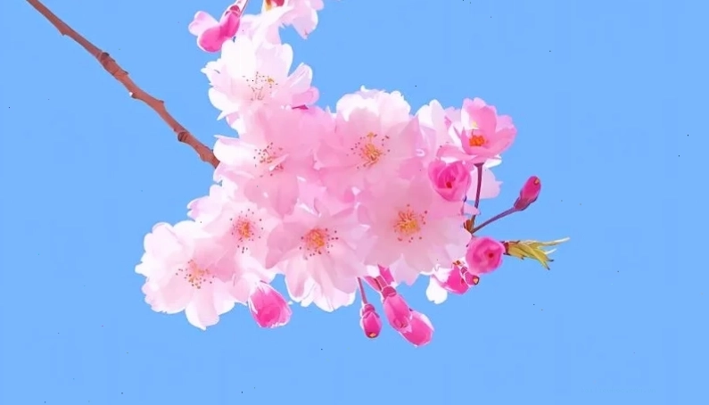 hình nền hoa mai cho điện thoại rực rỡ