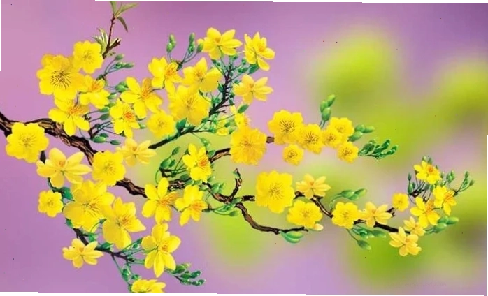 hình nền hoa mai cho điện thoại tươi sáng