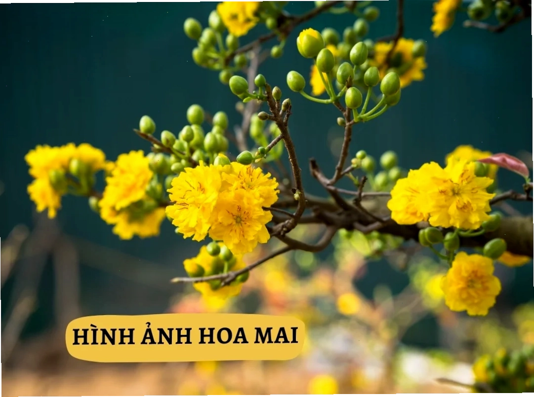 Desktop mai vàng hình nền hoa mai tết cho desktop