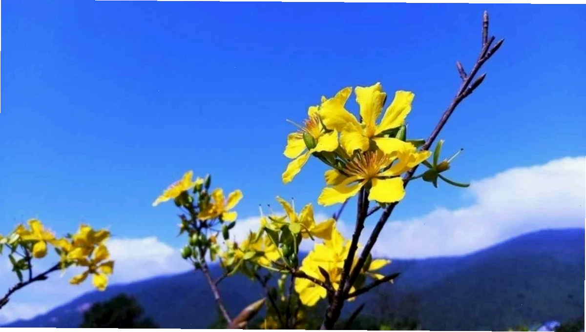 hình nền hoa mai tết full hd