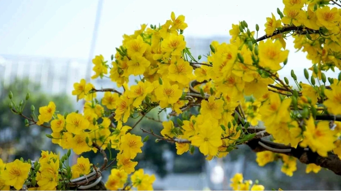 hình nền hoa mai tết hiện đại