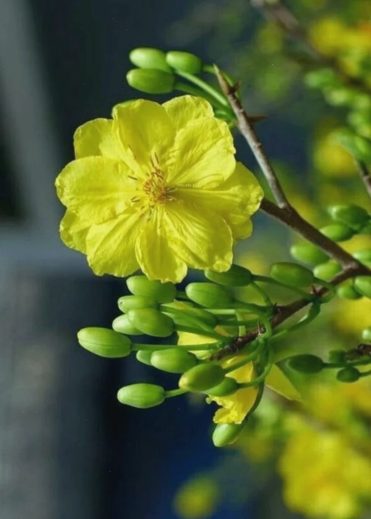 Mai phong cảnh hình nền hoa mai tết phong cảnh