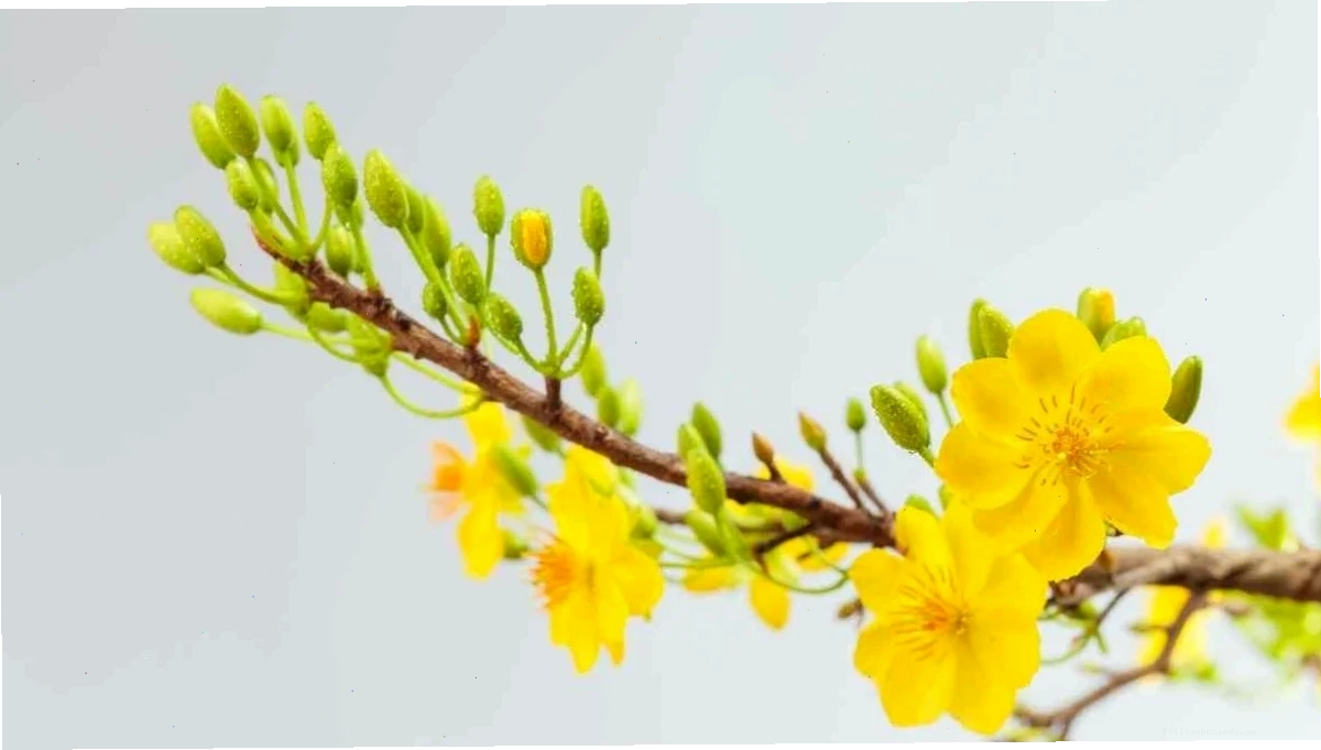 Mai tự nhiên hình nền hoa mai tết thiên nhiên