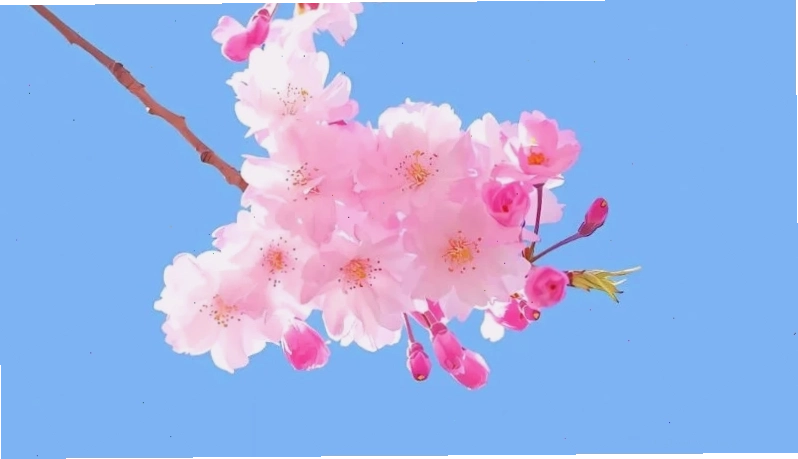 Mai trên gỗ hình nền hoa mai tết trên gỗ