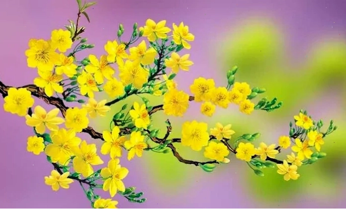 hình nền hoa mai tết trên máy tính