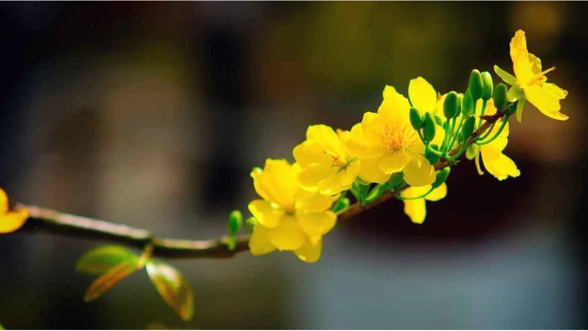 hình nền hoa mai tết trên trời xanh