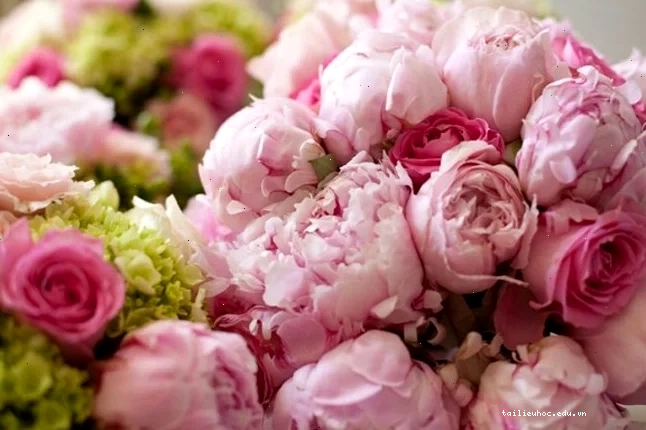 hình nền hoa mẫu đơn thu hút tình duyên trong vườn