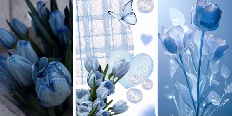 hình nền hoa màu xanh dương đẹp