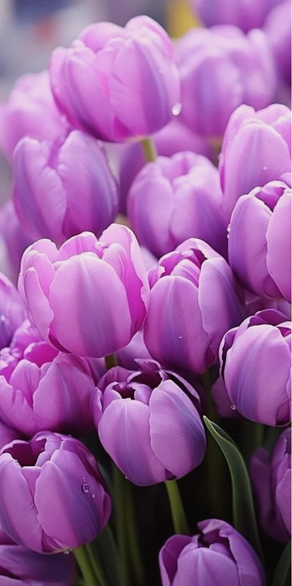 Hình nền hoa tulip cam năng động cho màn hình