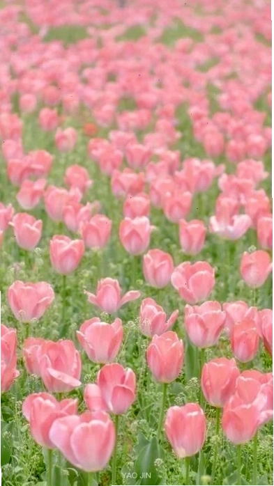 Hình nền hoa tulip chill cho máy tính tại vườn hoa