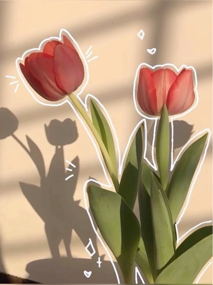 Hình nền hoa tulip chill nhẹ nhàng trong nắng sớm
