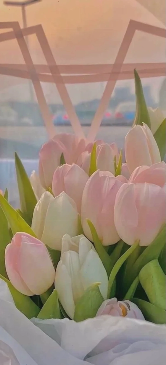 Hình nền hoa tulip chill tinh khôi với màu trắng thuần khiết