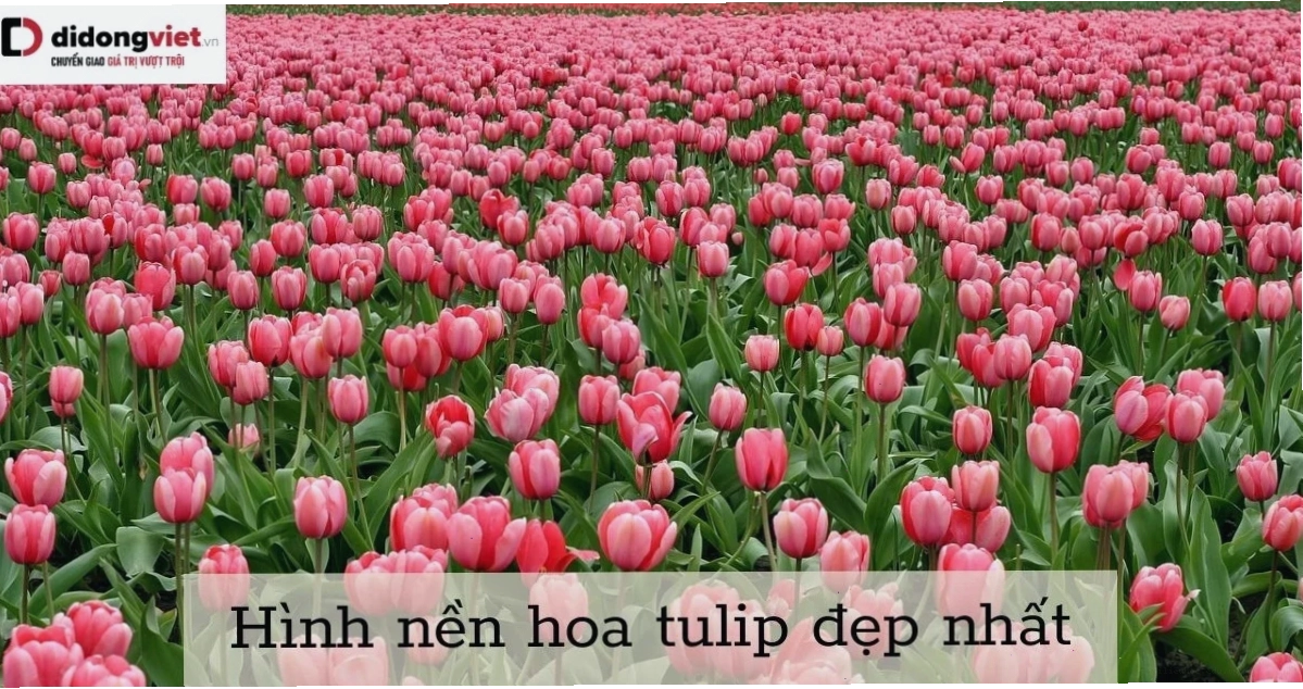 Hình nền hoa tulip đỏ rực rỡ tượng trưng tình yêu