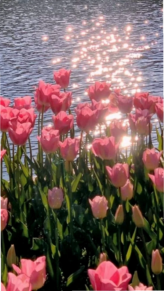 Hình nền hoa tulip hồng chill chuẩn chất lượng 4K