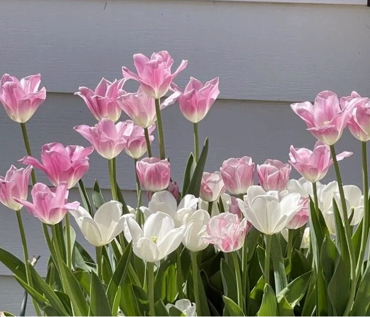 Hình nền hoa tulip nghệ thuật với tông màu tối